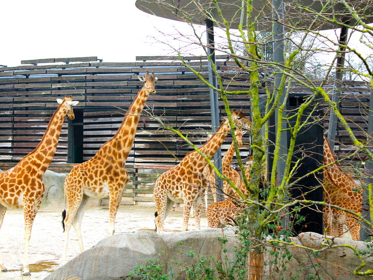 zoo vincennes