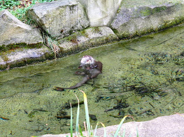 zoo vincennes zoo vincennes (© C.Gaillard)