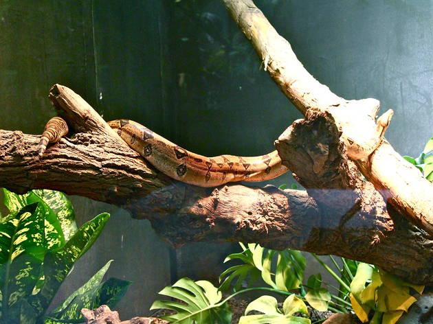 zoo vincennes zoo vincennes (© C.Gaillard)
