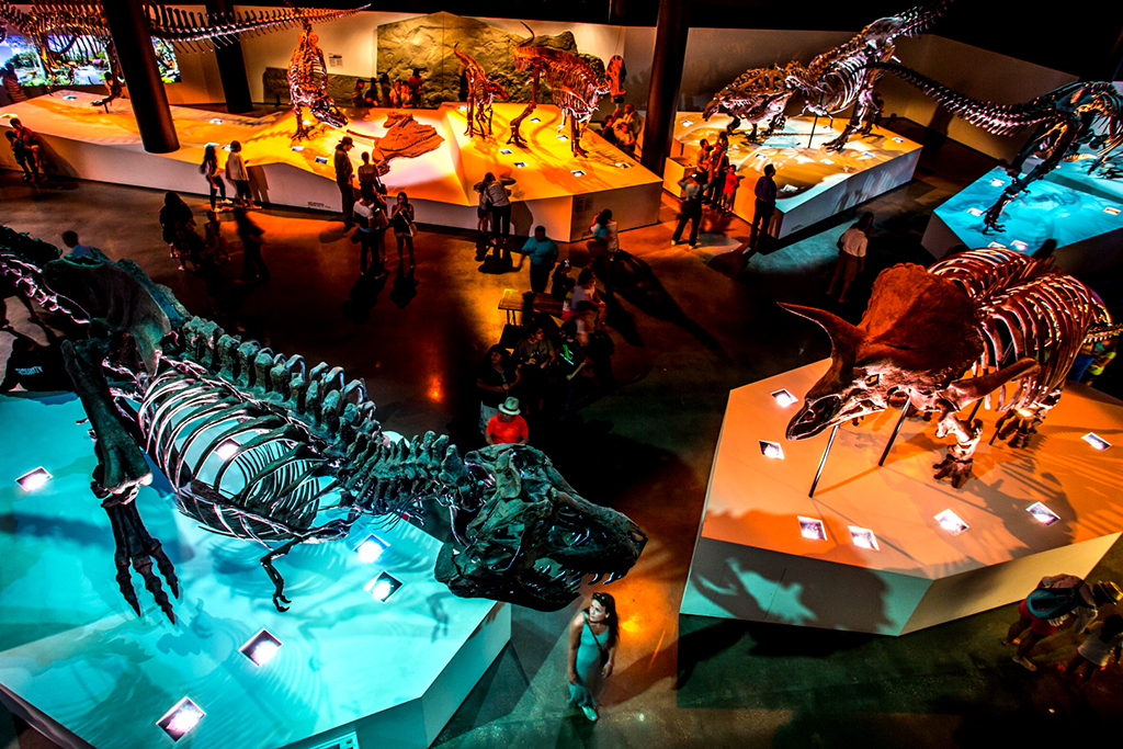 everything-to-know-about-houston-museum-of-natural-science