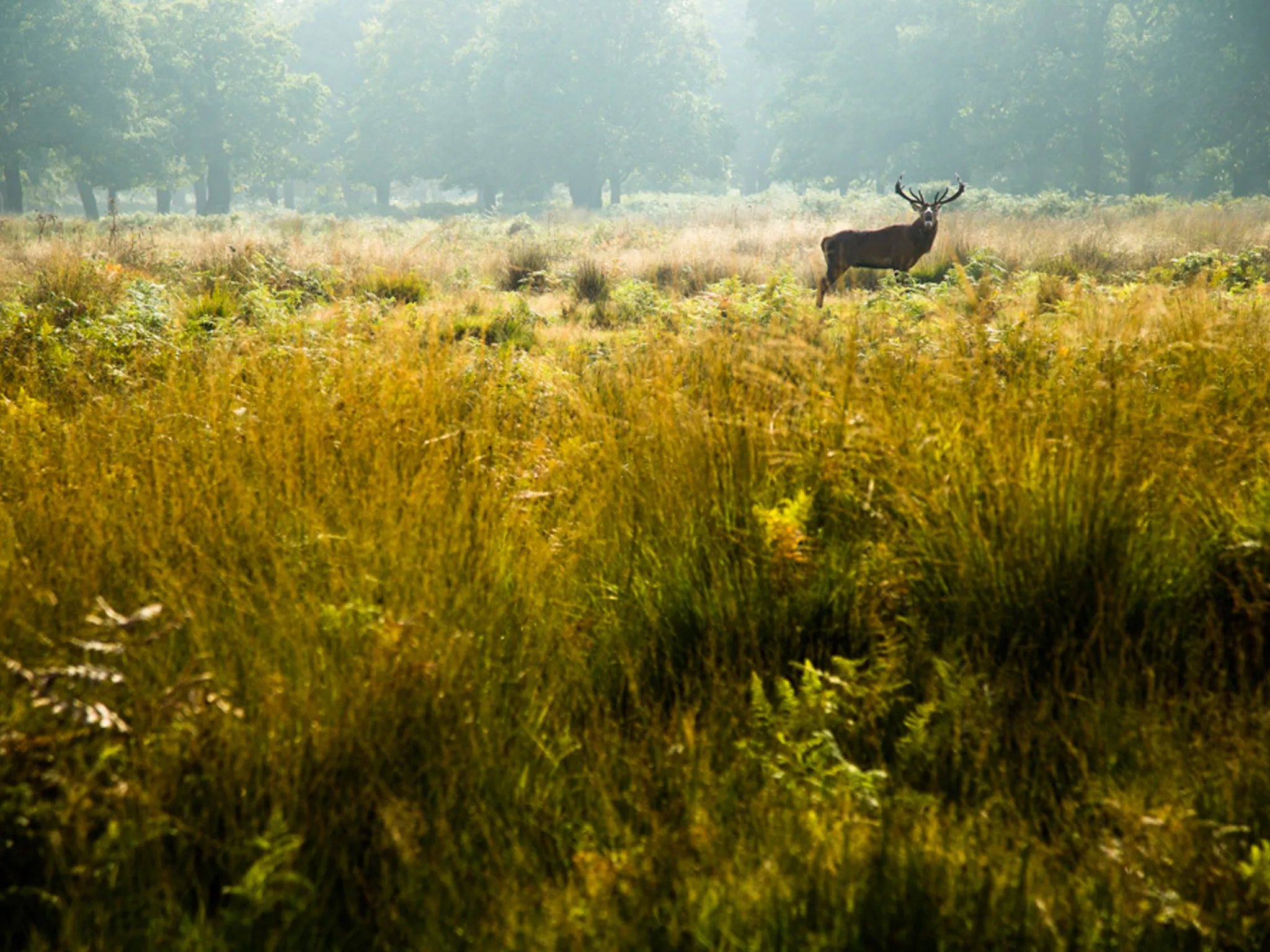 Readers' photo competition, runner up: Wild DEER