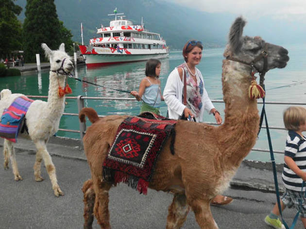 Llama Llama