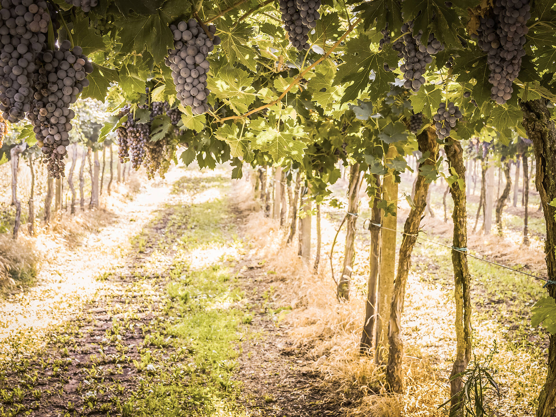 Best Wineries in NJ from Heritage Winery to Old York Cellars