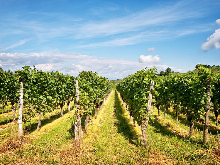 The best wineries in NJ