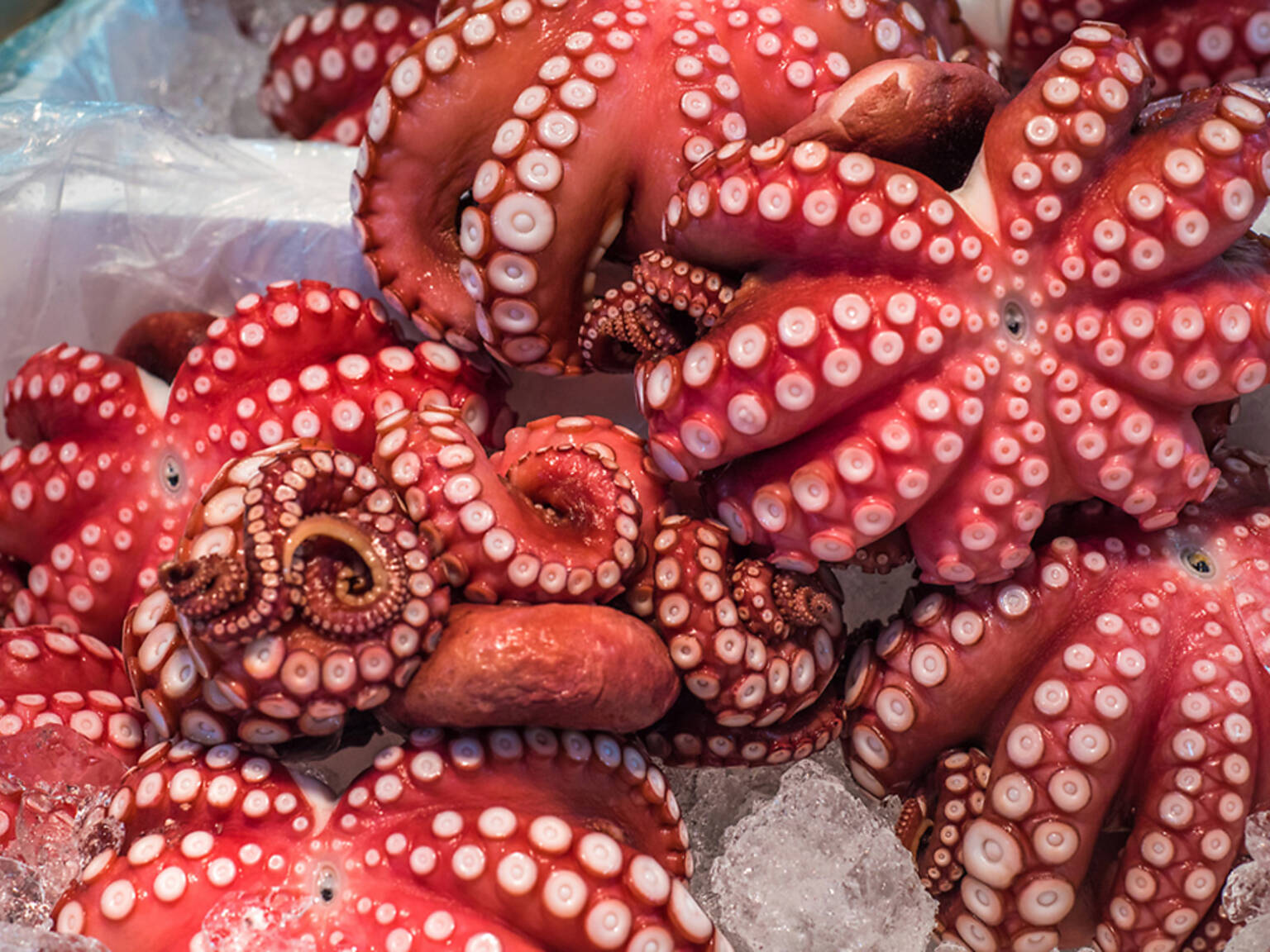 Find the best fish market in New York for fresh seafood