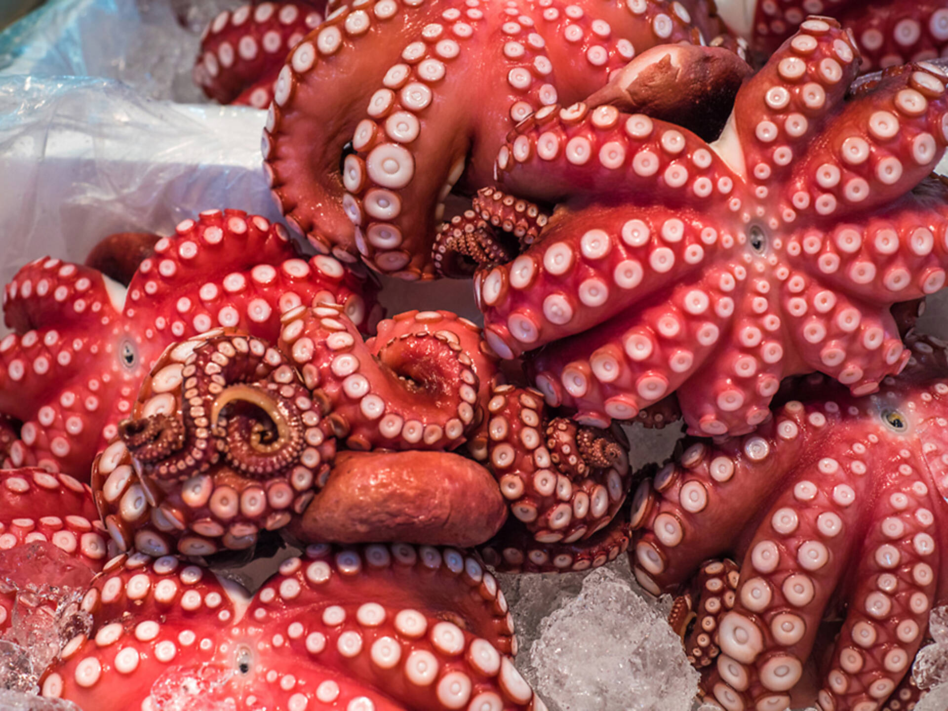 Find the best fish market in New York for fresh seafood