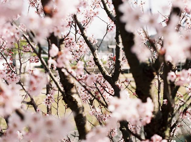 Sakura by Joyce Sakura blossoms | Time Out Tokyo