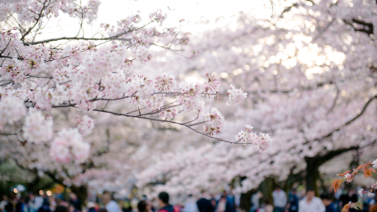 代々木公園、新宿御苑、千鳥ヶ淵、目黒川、井の頭公園の桜。