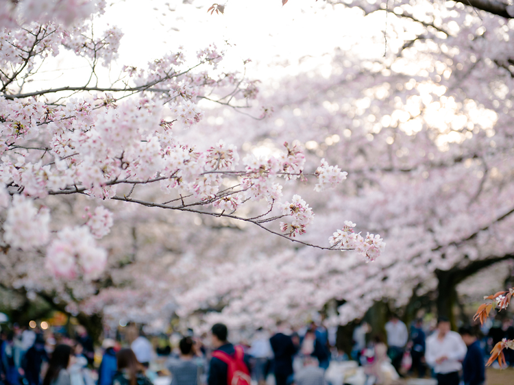 代々木公園、新宿御苑、千鳥ヶ淵、目黒川、井の頭公園の桜。