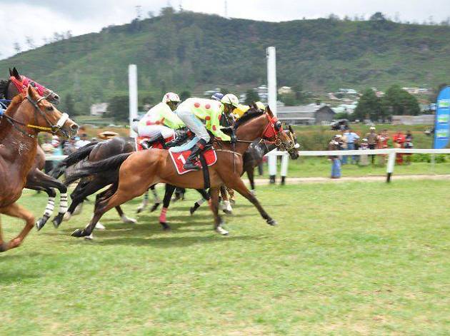 Horse Racing Horse Racing