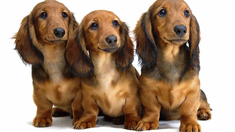 Three dachshund puppies