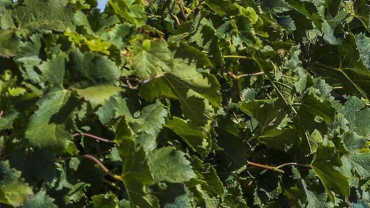 A morning at the grape harvest 