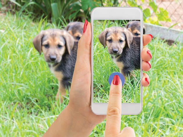 Dogsos Una app con albergues, rescatistas, hospitales, veterinarias y lugares petfriendly