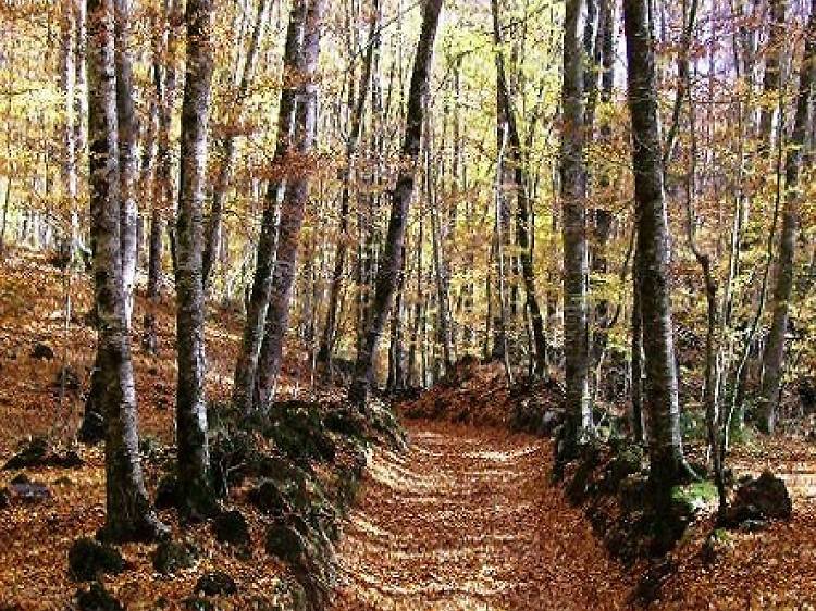 La Fageda d'en Jordà