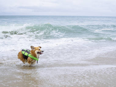 Hundreds of corgis made a splash at So Cal Corgi Beach Day Hundreds of corgis made a splash at So Cal Corgi Beach Day