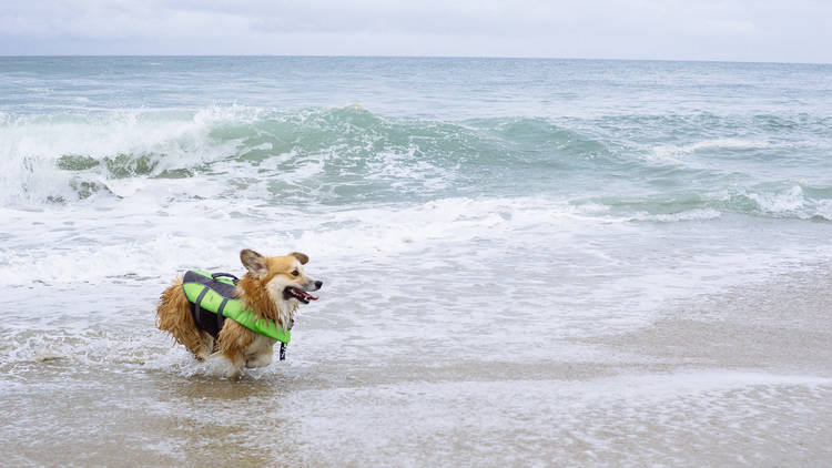 Co Cal Corgi Beach Day 2016