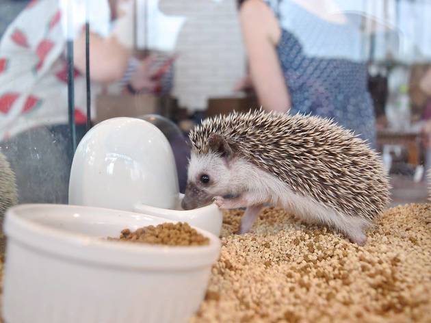 Hedgehog Cafe Harry Restaurants In Roppongi Tokyo