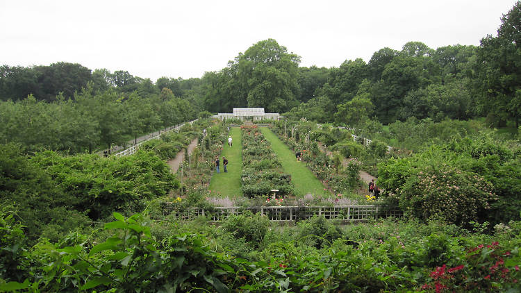 Brooklyn Botanic Garden