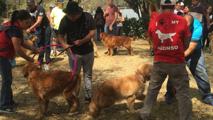 Foto: Cortesía Golden Retriever México