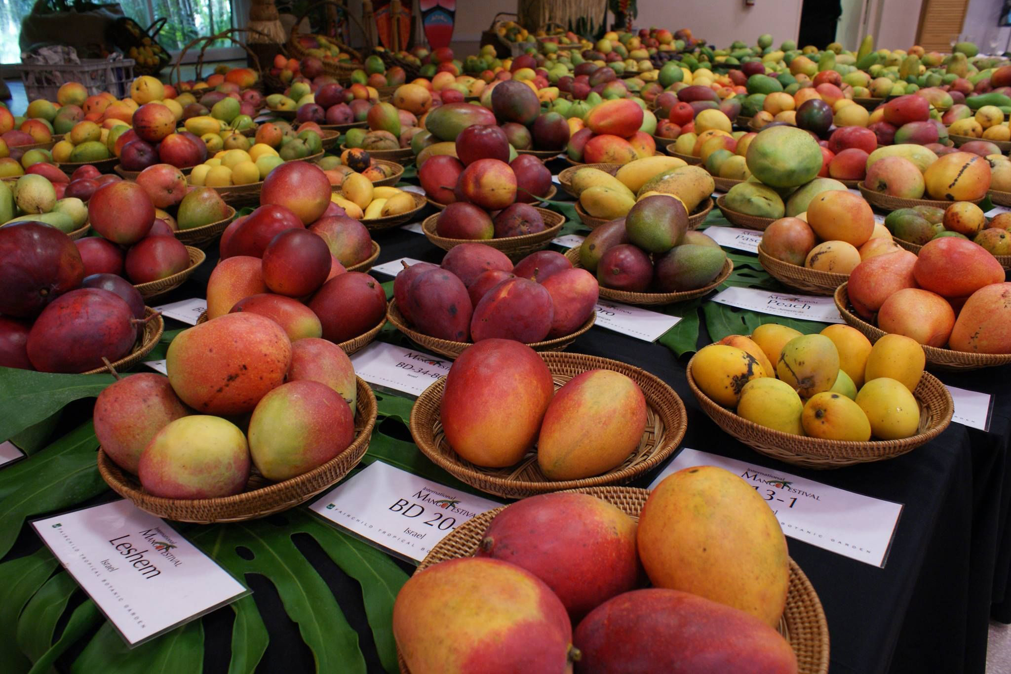 Mango Festival Fairchild Tropical Botanic Garden Things to do in Miami