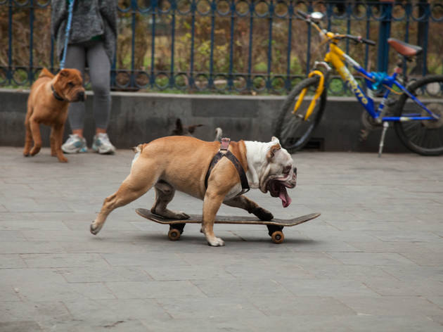 Yandel, el perro skate de la CDMX Yandel, el perro skate de la CDMX