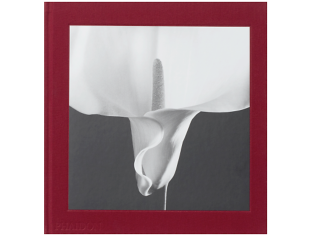 Mapplethorpe Flora Mapplethorpe Flora