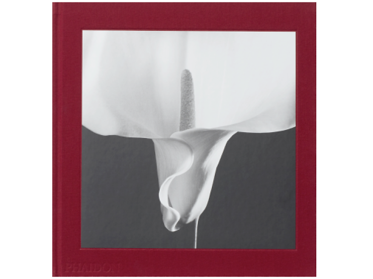 Mapplethorpe Flora 