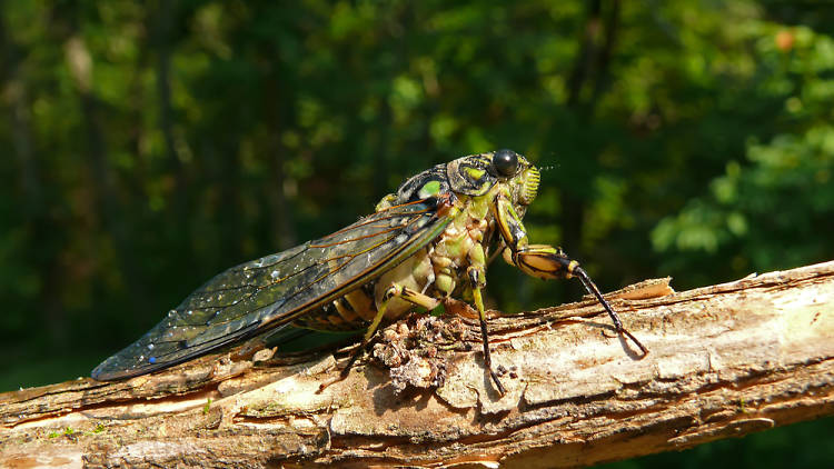 Cicada