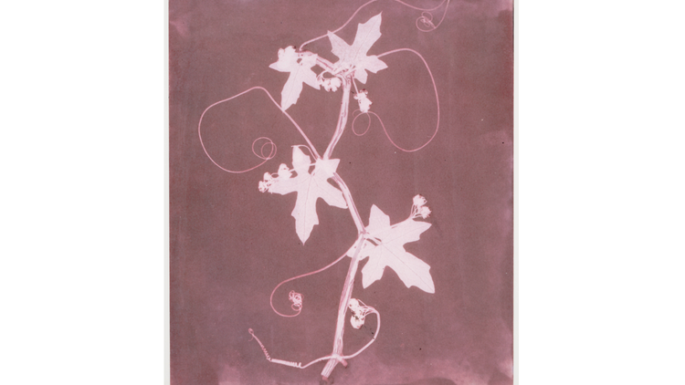 William Henry Fox Talbot: 'The English Vine'. © National Media Museum