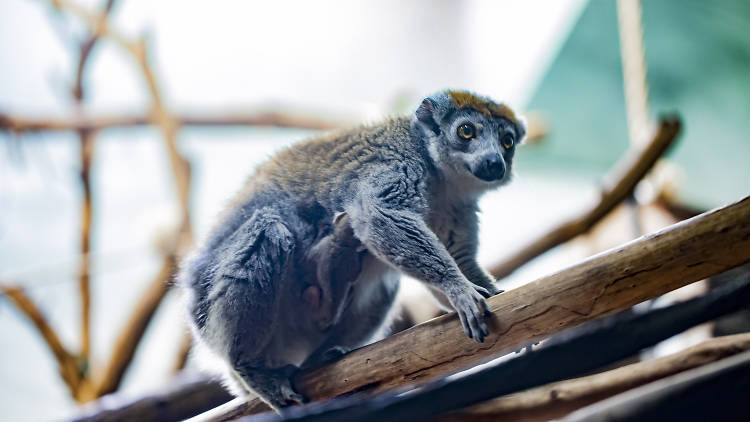 lincoln park zoo lemur