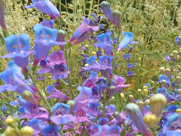 Earth Day & Botanic Bling