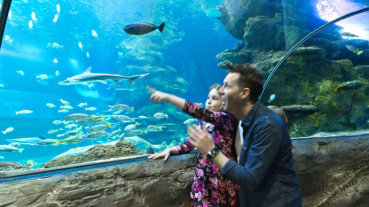 SEA LIFE London Aquarium Tickets Facts Deals And General Info   Image 