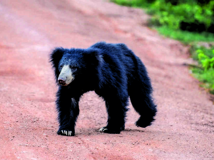 Sloth Bear