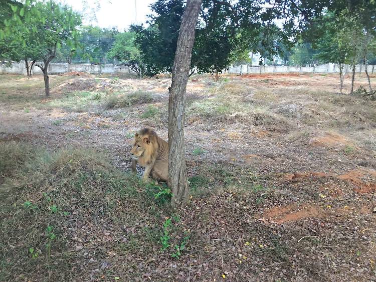 Wild world in a park