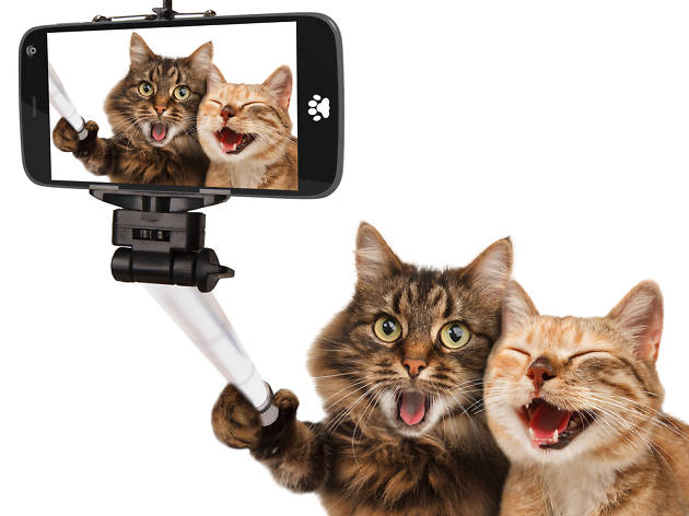 Selfie gats Selfie gats