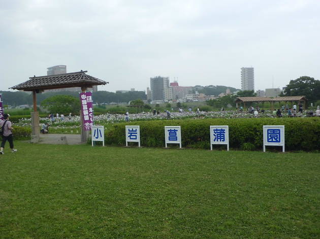 小岩菖蒲園 小岩菖蒲園