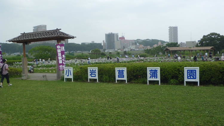 小岩菖蒲園