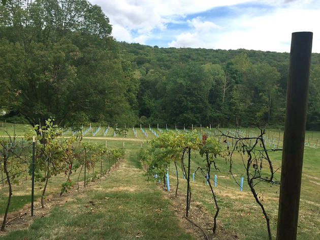 Torne Valley Vineyards Torne Valley Vineyards