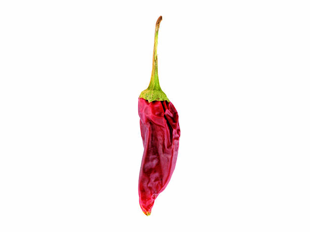 xilis mexicans xilis mexicans