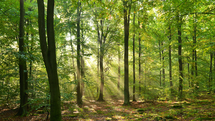 Visite autour de « La Forêt »