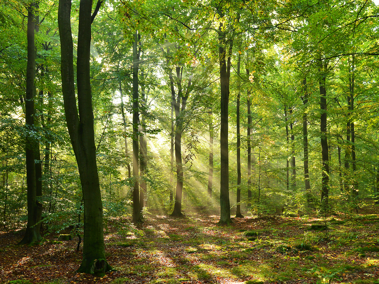 Visite autour de « La Forêt »