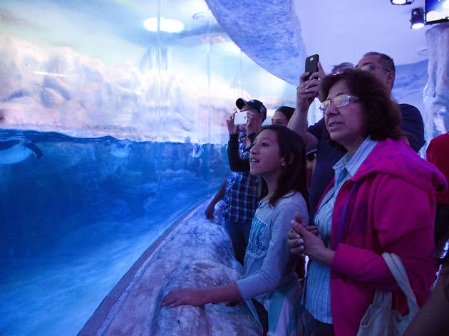 Acuario Inbursa Acuario Inbursa en el Día Internacional de los Museos