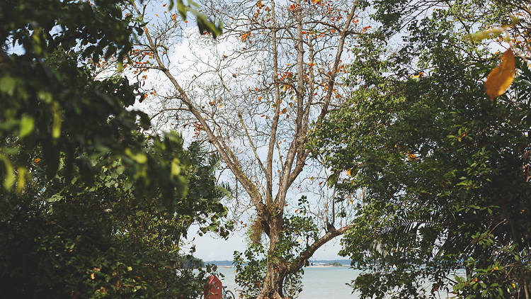 Pulau Ubin Tree