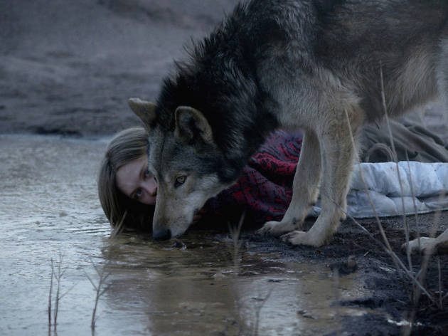 Wild A woman and a wolf by a body of water