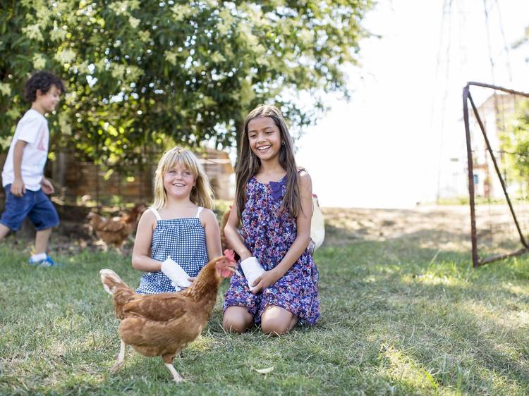 Kids playing with the chickens at Rouse Hill House & Farm