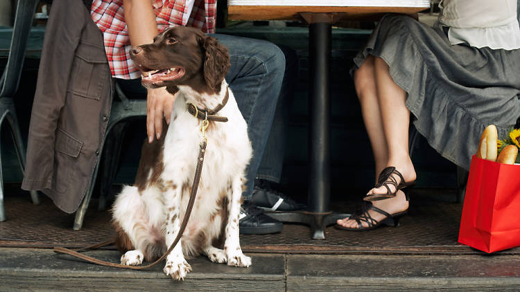 Dog-friendly restaurants