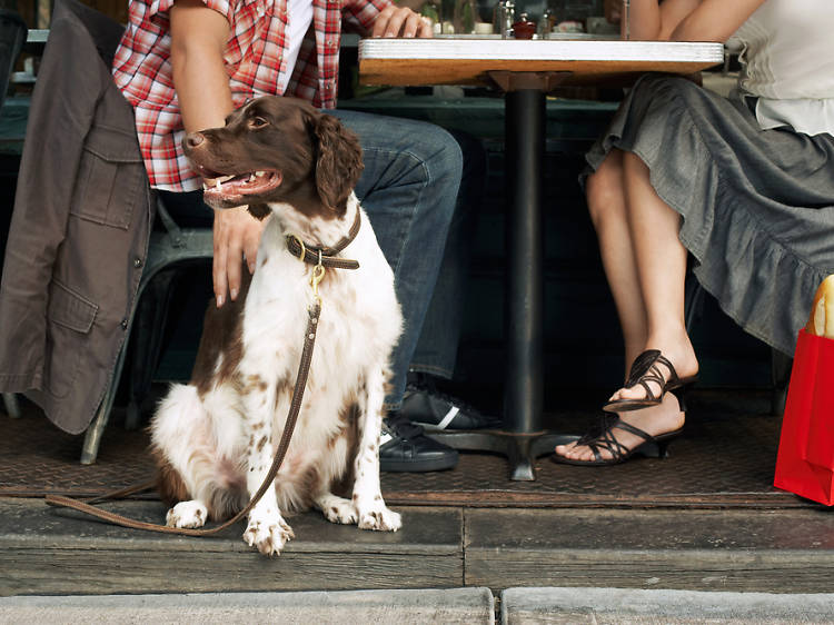 The best dog-friendly restaurants in NYC