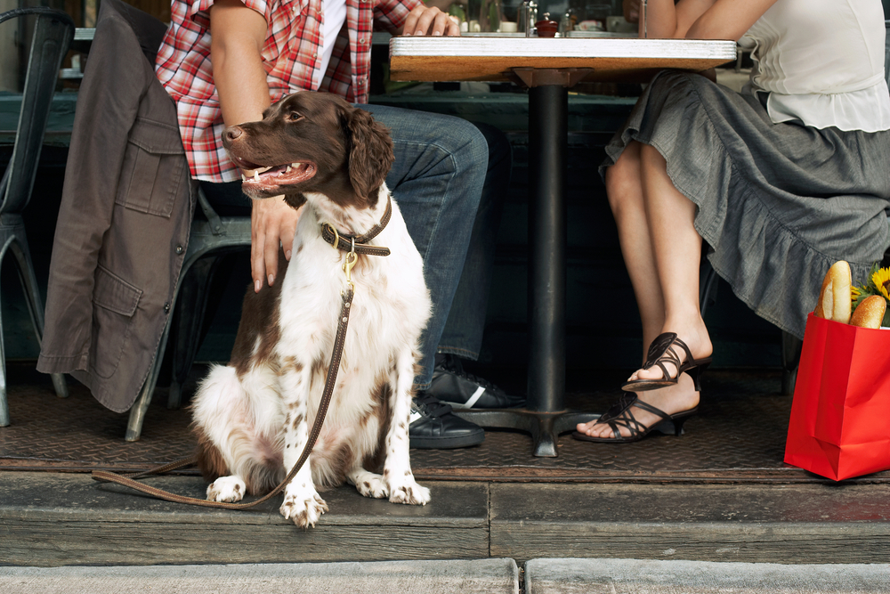 This Doggy Directory shows you all the dog-friendly places in NYC