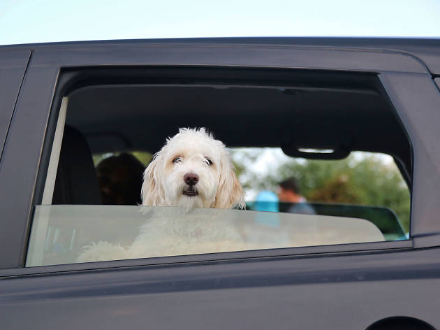 Pet Drive Taxi para mascotas