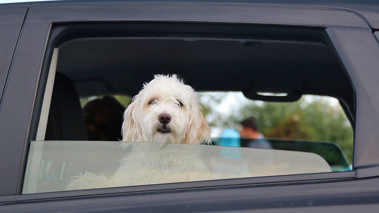 Taxi para mascotas